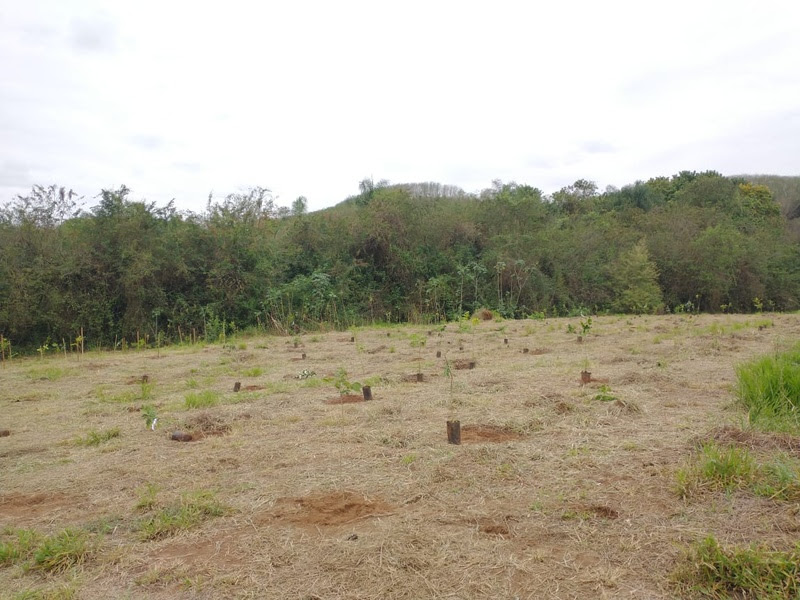 Papirus planta 1700 árvores em área de mata nativa que cerca sua fábrica