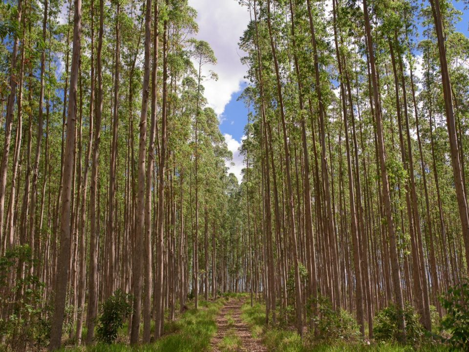 Klabin adquire operação florestal da Arauco no Paraná